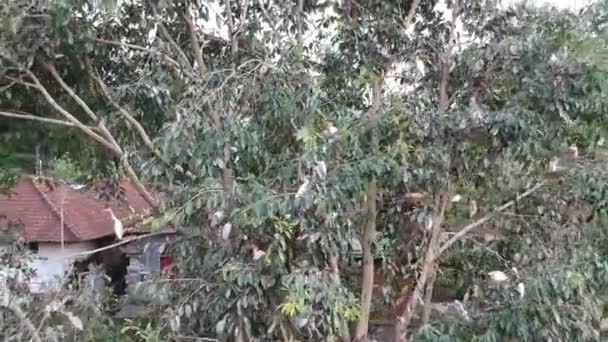 Voo de árvores para uma aldeia onde há muitos guindastes brancos petulu garça pássaro colônia ponto de observação perto de ubud bali — Vídeo de Stock