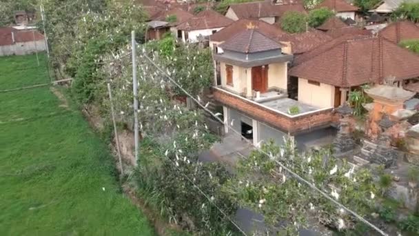 Vuelo a lo largo de los árboles donde hay muchas grúas blancas contra el fondo de las casas balinesas garza petulú colonia de aves mirador cerca de ubud bali — Vídeos de Stock