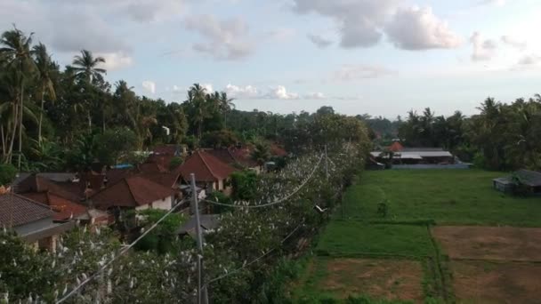 Many white cranes sit on trees petulu heron bird colony watch point near ubud bali — Stock Video