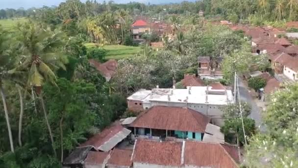 Een snelle vlieg langs de witte kraanvogels op een palmboom petulu reiger vogel kolonie horloge punt in de buurt ubud bali — Stockvideo