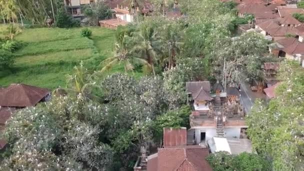 Vliegen langs witte kraanvogels zittend in de bomen tegen de achtergrond van een huis in aanbouw petulu reiger vogel kolonie horloge punt in de buurt ubud bali — Stockvideo