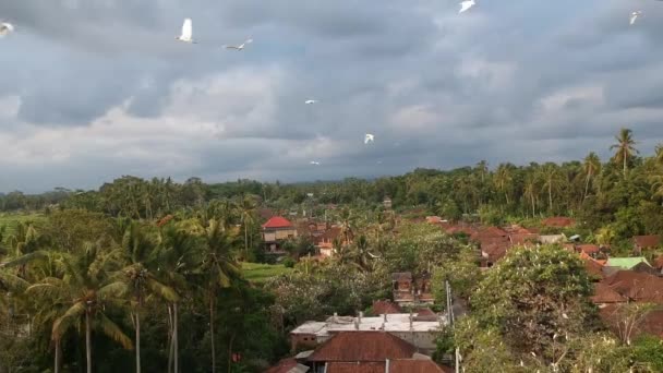 Volando pasado volando grúas blancas garza petulú colonia de aves punto de vigilancia cerca de Ubud Bali — Vídeos de Stock