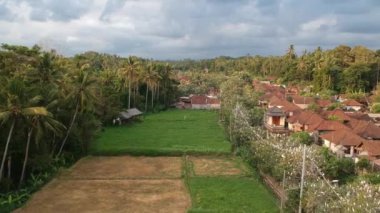 Uçan beyaz turnalar ağaçlarda oturur ve bir dron ormanda uçar. Petulu balıkçıl kuş kolonisi Ubud Bali 'nin yakınındaki gözetleme noktasında.