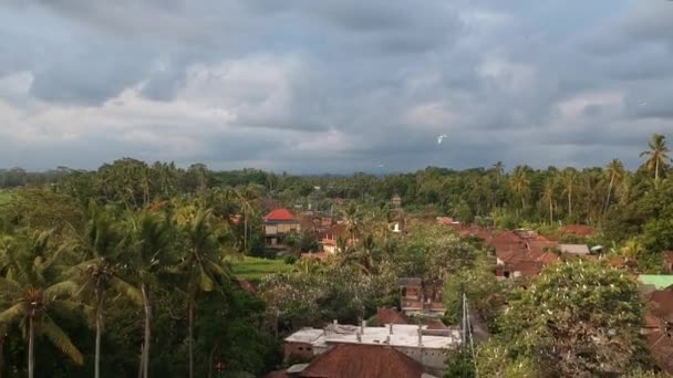 Petulu volavka pták kolonie hlídka místo poblíž ubud Bali — Stock video