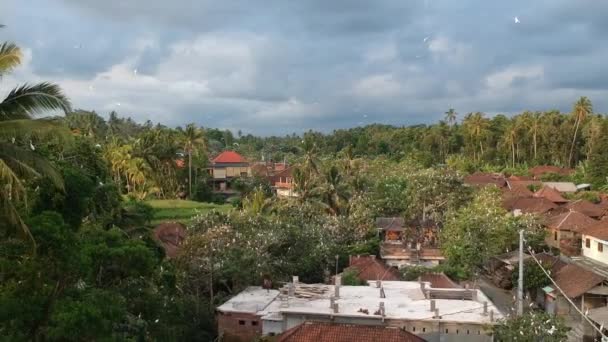 Latające białe żurawie petulu czapla ptak kolonia zegarek punkt w pobliżu ubud bali — Wideo stockowe