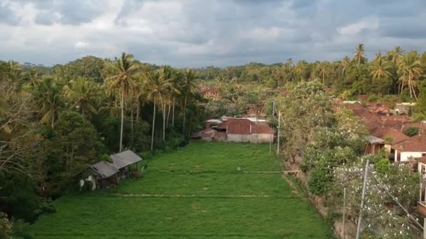 Létání nad džunglí s jeřáby petulu volavka pták kolonie hlídka místo poblíž ubud Bali — Stock video