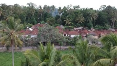 Palmiye ağaçlarının üzerinde uçan birçok beyaz turna, arka plandaki evlerde oturur. Petulu balıkçıl kuşu kolonisi Ubud Bali 'nin yakınındaki gözetleme noktasında.
