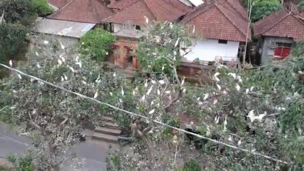 Petulu reiger vogel kolonie horloge punt in de buurt ubud bali wit kraanvogels zitten in grote aantallen op boomtakken — Stockvideo