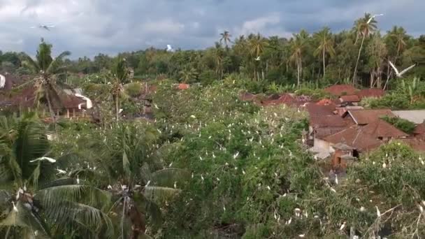 Vertrek uit bomen met kranen veel vliegende kranen petulu reiger vogel kolonie horloge punt in de buurt ubud bali — Stockvideo