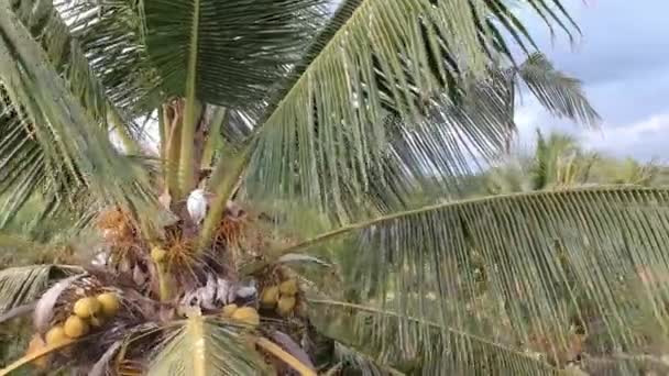 Närbild av palmer med sittande tranor petulu heron fågel koloni titta på punkt nära ubud bali — Stockvideo