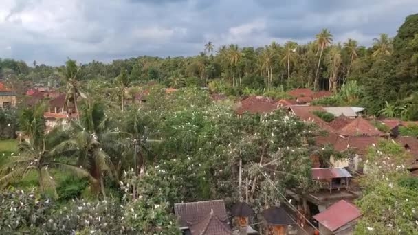 Létání nad stromy s jeřáby petulu volavka pták kolonie hlídka místo poblíž ubud Bali — Stock video