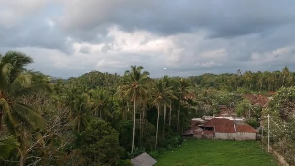 Aproximando-se de uma palmeira com guindastes petulu garça pássaro colônia ponto de observação perto de ubud bali — Vídeo de Stock