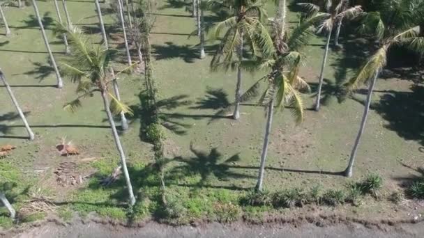 Vliegen door palmbomen en het schiereiland Prancak Perancak en boten en bergen zijn zichtbaar op de achtergrond — Stockvideo