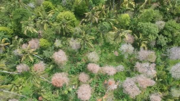 Drone volant vers le haut de blanc-rose Cotinus coggygria et palmiers bali indonesia — Video