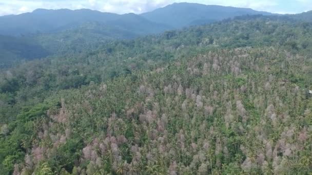 Struiken van wit-roze Cotinus coggygria en palmbomen tegen de achtergrond van bergen bij zonnig weer bali-sia — Stockvideo