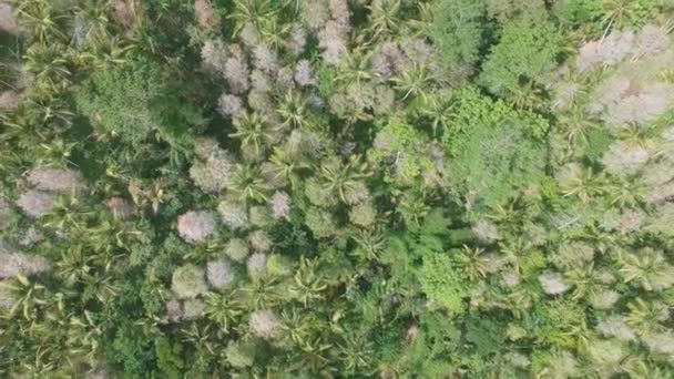 Летать над живописными зарослями бело-розового котинуса и пальм в солнечную погоду бали индонезия — стоковое видео