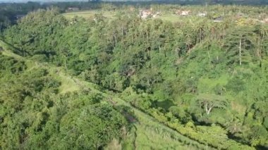 Ubud 'da Campuhan Tepesi Yürüyüşü yolu, güneşli havada Bali