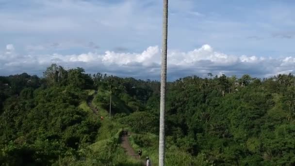 Palme in einem malerischen Dschungel Campuhan Ridge Walk Straße in Ubud, Bali — Stockvideo