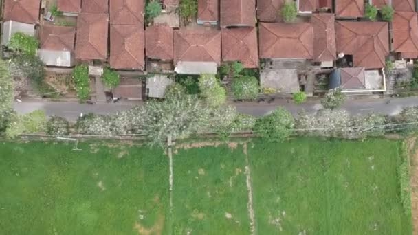 Timelapse πτήση από το χωριό στο δρόμο με ένα διερχόμενο σκούτερ στα δέντρα από τα οποία υπάρχουν πολλοί λευκοί γερανοί petulu Heron πουλί αποικία παρατηρητήριο σημείο κοντά ubud Bali — Αρχείο Βίντεο