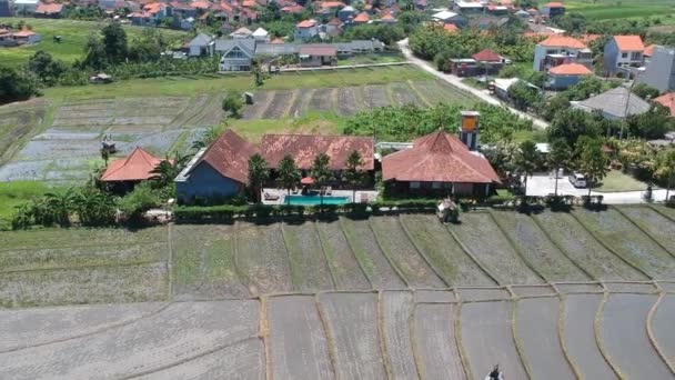 Dron volando lejos de las casas en medio de campos de arroz en tiempo soleado — Vídeo de stock