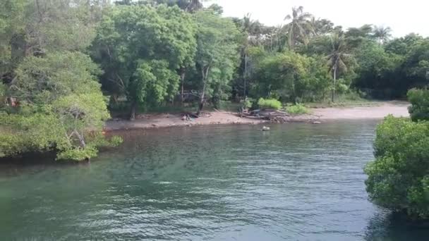 Camera fly off shore with mangroves and roots in the water — Stock Video