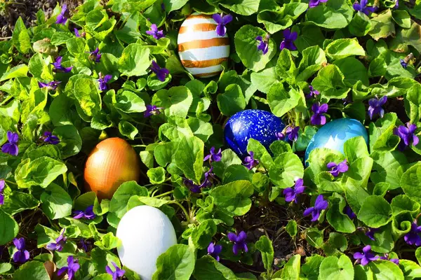 Huevos Pascua Con Viola Odorata —  Fotos de Stock