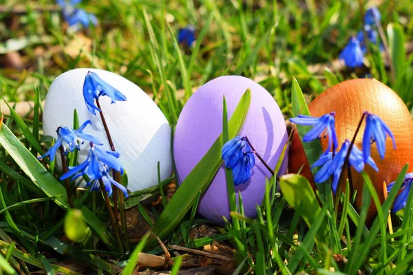 Huevos Pascua Con Scilla —  Fotos de Stock