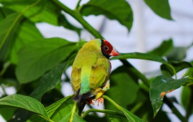 Gouldian ispinozu (Erythrura gouldiae), ayrıca Lady Gouldian ispinozu, Gould ispinozu veya gökkuşağı ispinozu olarak da bilinir.. 
