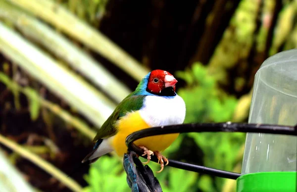 古尔丁雀 Erythrura Gouldiae 也被称为古尔丁雀夫人 Lady Gouldian Finch 古尔丁雀 Gould Finch — 图库照片