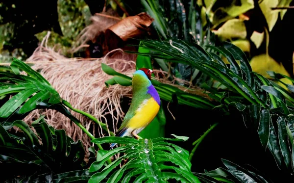 Gouldiaanse Vink Erythrura Gouldiae Een Zangvogel Uit Familie Gouldidae Vinken — Stockfoto