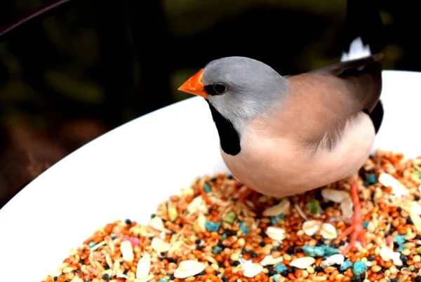 Uzun kuyruklu ispinoz (Poephila acuticauda), ispinozgiller (Felidae) familyasından Avustralya 'da yaşayan bir ispinoz türü. Ağırlıklı olarak geyik renginde soluk gri bir kafası, siyah önlüğü ve gözleri olan bir kuştur..