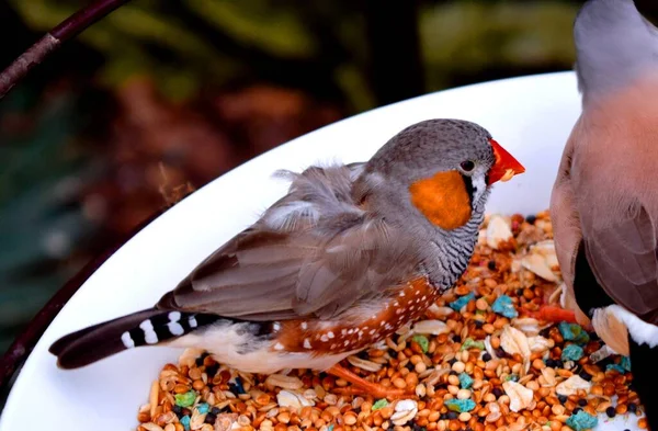 Zebra Finch Most Common Estrildid Finch Central Australia Ranges Most — Stock Photo, Image