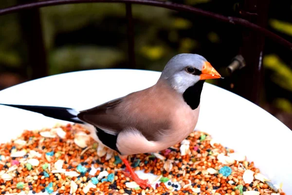Uzun kuyruklu ispinoz (Poephila acuticauda), ispinozgiller (Felidae) familyasından Avustralya 'da yaşayan bir ispinoz türü. Ağırlıklı olarak geyik renginde soluk gri bir kafası, siyah önlüğü ve gözleri olan bir kuştur..