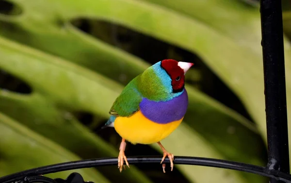Gouldian Finch Erythrura Gouldiae Also Known Lady Gouldian Finch Gould — Stock Photo, Image
