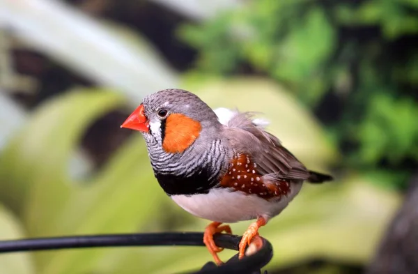 Zebravink Meest Voorkomende Oestervink Van Centraal Australië Strekt Zich Uit — Stockfoto