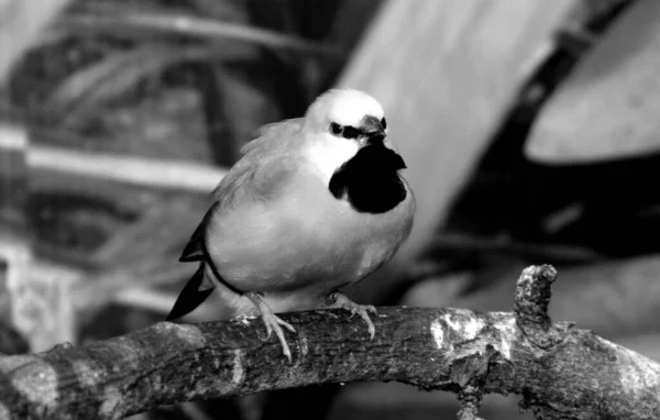 Poephila Acuticauda Довгохвостий Зяблик Поширений Австралії Переважно Дикий Птах Блідо — стокове фото