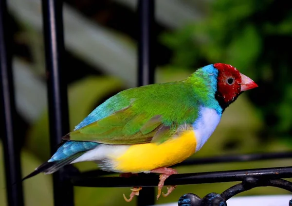 The Gouldian finch (Erythrura gouldiae), also known as the Lady Gouldian finch, Gould\'s finch or the rainbow finch, is a colourful passerine bird endemic to Australia.
