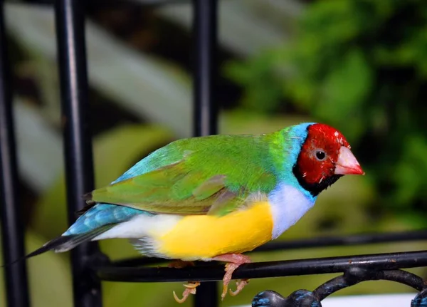 古尔丁雀 Erythrura Gouldiae 也被称为古尔丁雀夫人 Lady Gouldian Finch 古尔丁雀 Gould Finch — 图库照片