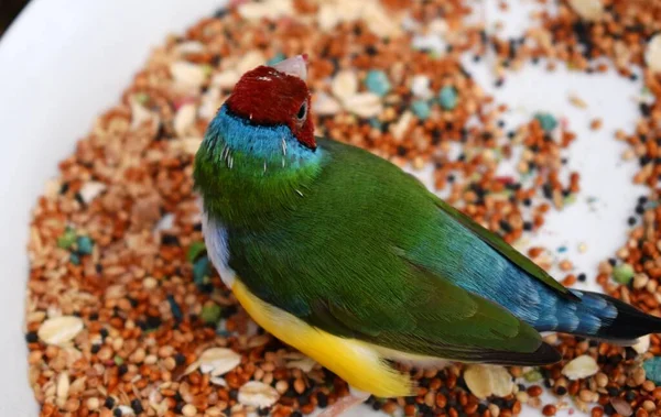 Gouldiaanse Vink Erythrura Gouldiae Een Zangvogel Uit Familie Gouldidae Vinken — Stockfoto