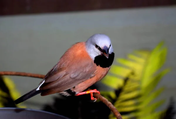 Long Tailed Finch Poephila Acuticauda Common Species Estrildid Finch Found — Stock Photo, Image