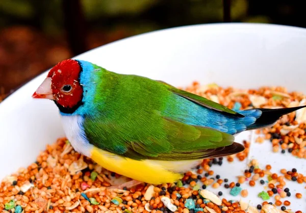 The Gouldian finch (Erythrura gouldiae), also known as the Lady Gouldian finch, Gould\'s finch or the rainbow finch, is a colourful passerine bird endemic to Australia.