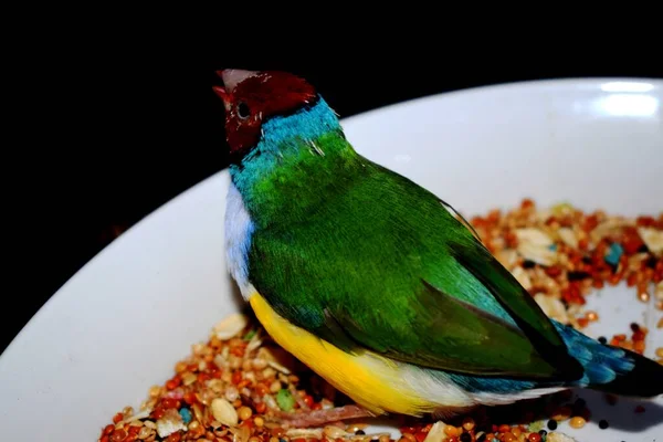 Gouldiaanse Vink Erythrura Gouldiae Een Zangvogel Uit Familie Gouldidae Vinken — Stockfoto