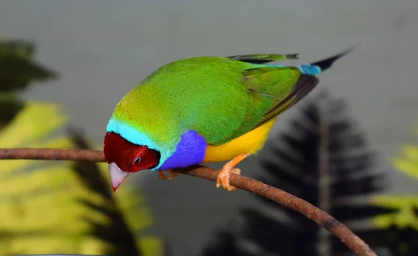 Gouldian Finch Erythrura Gouldiae Also Known Lady Gouldian Finch Gould — Stock Photo, Image