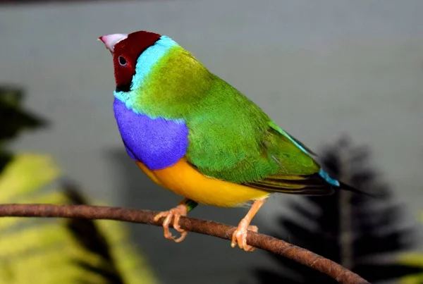 古尔丁雀 Erythrura Gouldiae 也被称为古尔丁雀夫人 Lady Gouldian Finch 古尔丁雀 Gould Finch — 图库照片