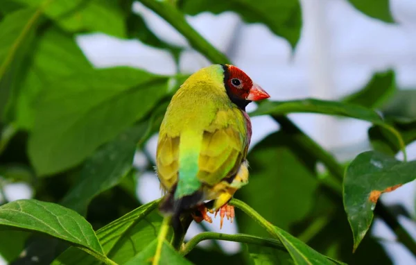 Roselin Gouldian Erythrura Gouldiae Également Connu Sous Nom Roselin Lady — Photo