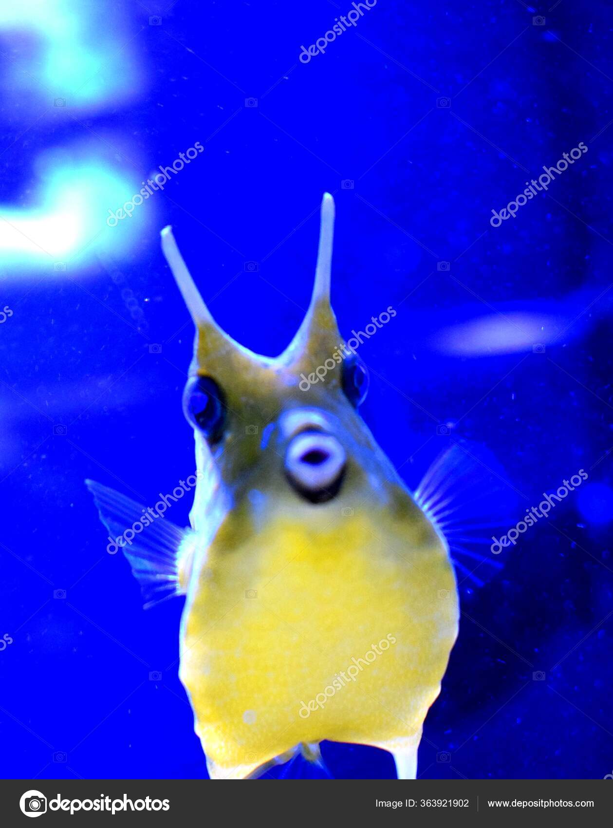 黑頭前角單棘魨- Wikiwand, image size:1259x1700