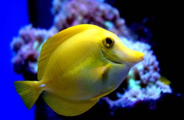 Sarı tang (Zebrasoma flavescens), Acanthuridaidae familyasından bir balık türü. Popüler akvaryum balıklarından biridir. Sarı tanglar ticari olarak yetiştirilebilir ama çoğunlukla yabani hayvanlardan elde edilir..