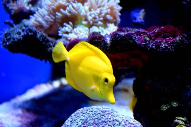 Sarı tang (Zebrasoma flavescens), Acanthuridaidae familyasından bir balık türü. Popüler akvaryum balıklarından biridir. Sarı tanglar ticari olarak yetiştirilebilir ama çoğunlukla yabani hayvanlardan elde edilir..