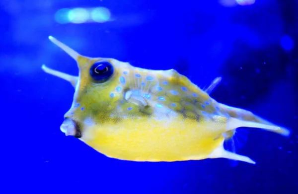 The longhorn cowfish, Lactoria cornuta, is a variety of boxfish from the family Ostraciidae,recognizable by its long horns that protrude from the front of its head, rather like those of a cow or bull.