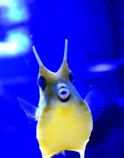 Lactoria Cornuta Uma Espécie Peixe Boi Família Ostraciidae Reconhecível Por — Fotografia de Stock